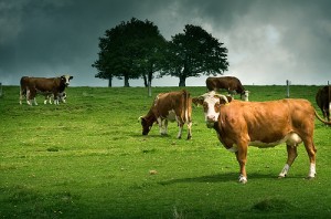 benefits-of-grass-fed-beef